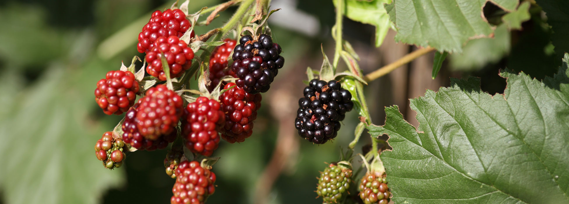 beeren